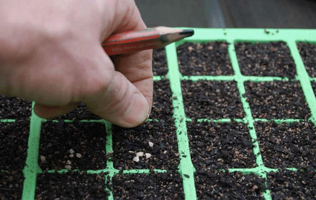 Indirect Sowing Will Create Seadlings