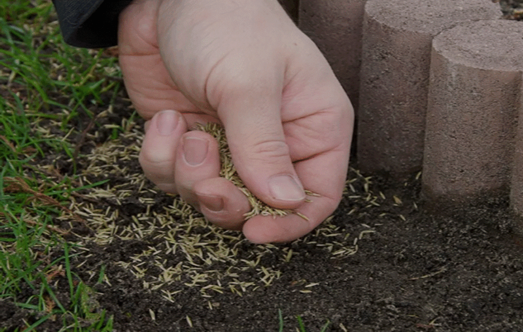 Broadcast Sowing