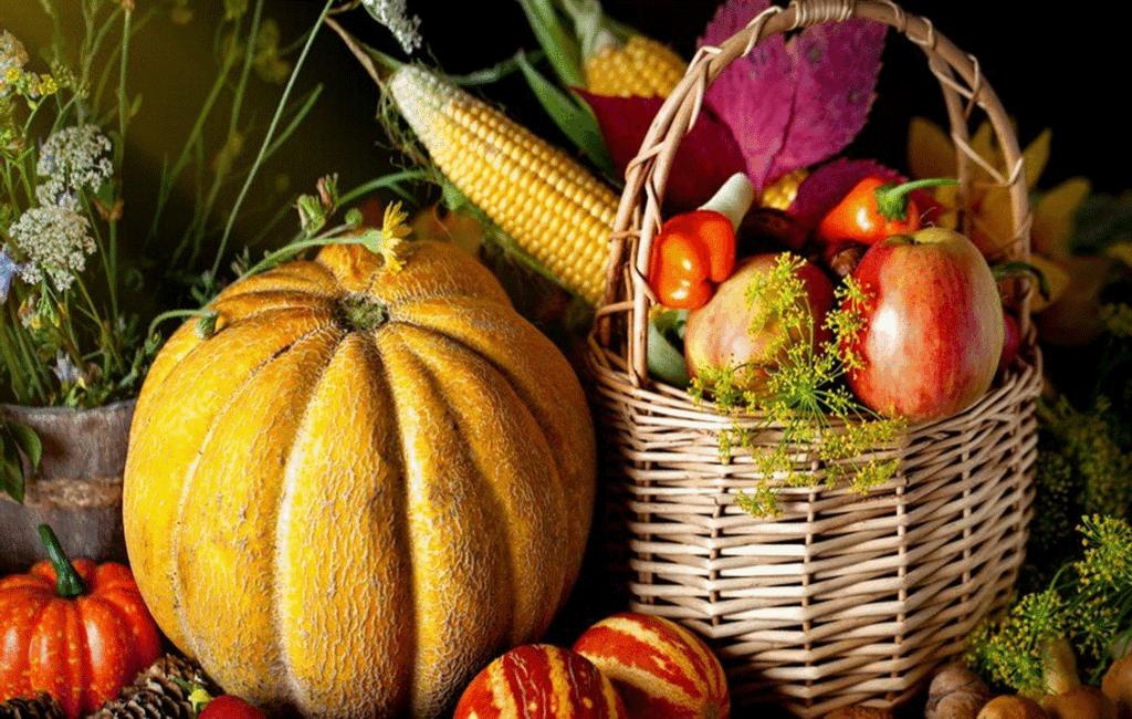 Harvesting Organic Vegetables