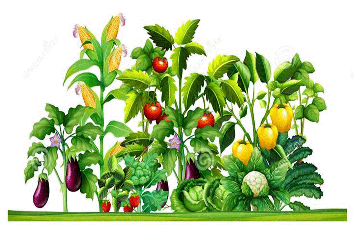 Growing Vegetables In October