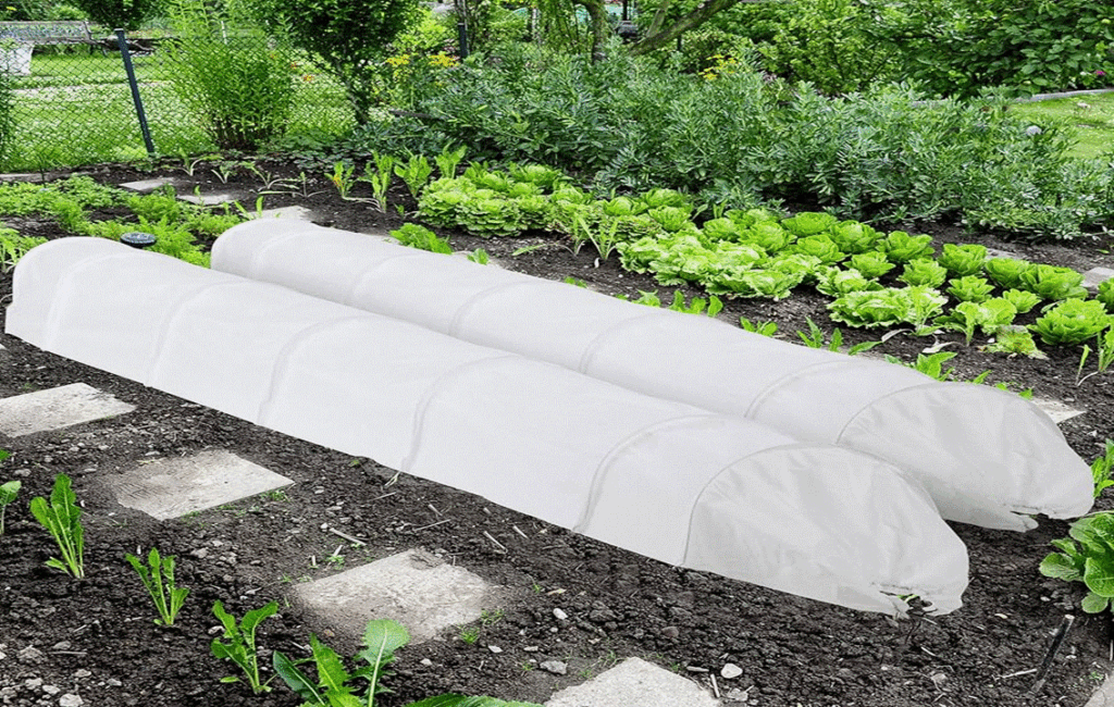 Growing Vegetables In February