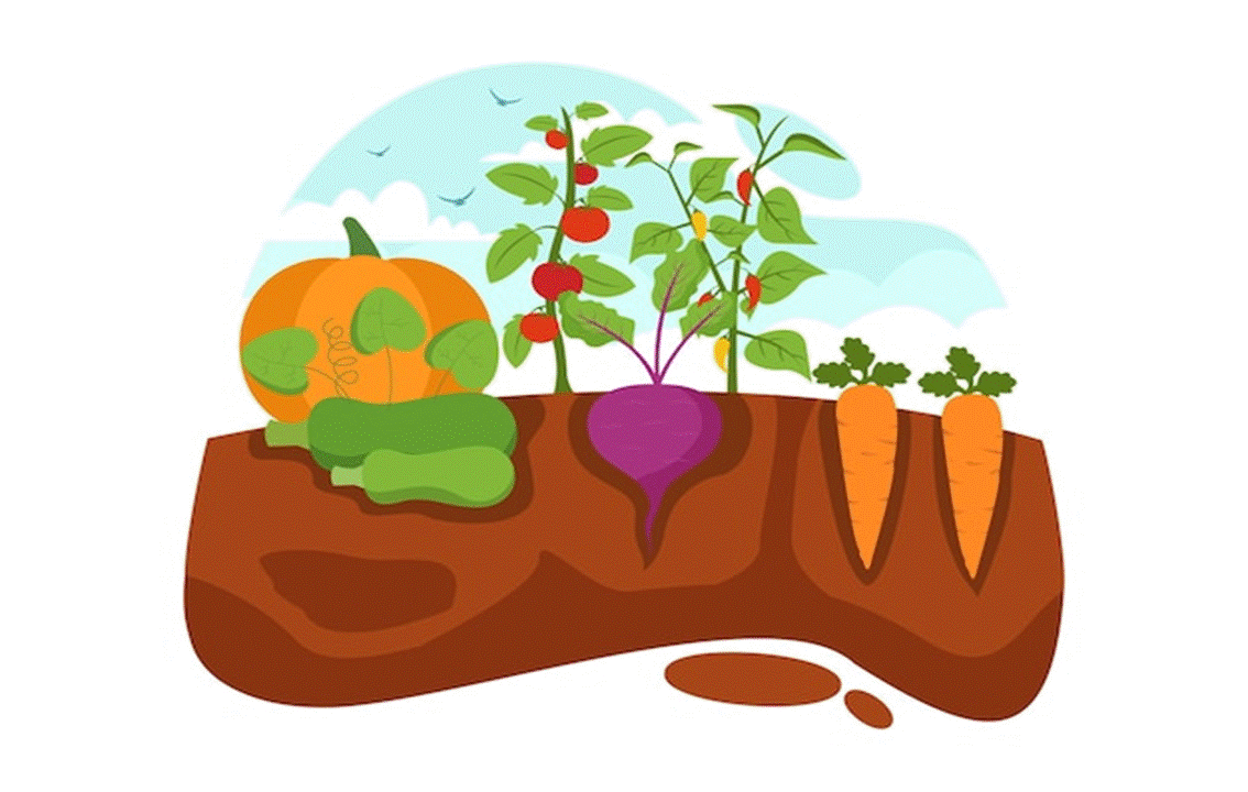 VEGETABLES TO PLANT IN NOVEMBER