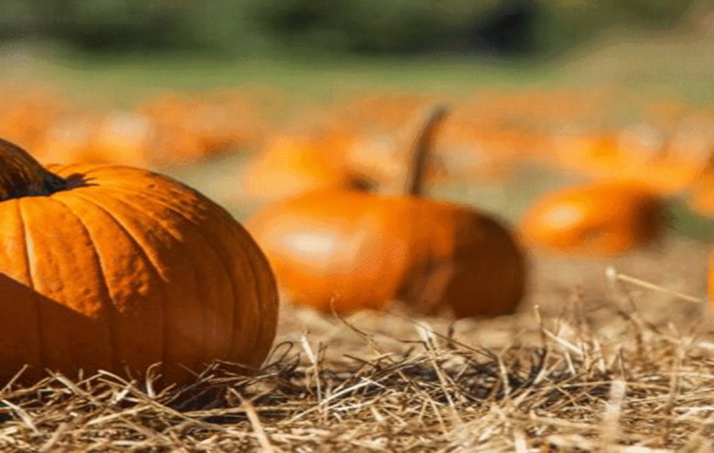 Growing Vegetables In November