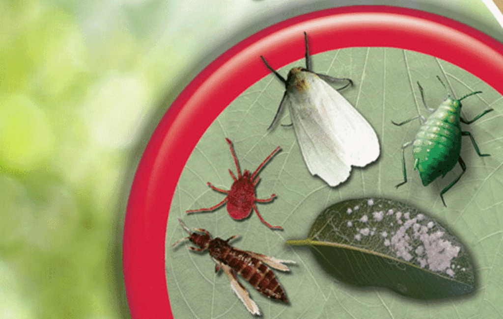 Natural Pest Control Methods