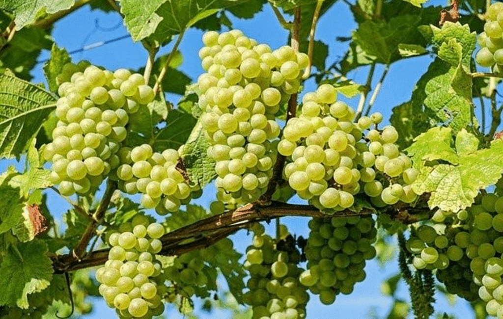 Growing & Harvesting Grape Vines