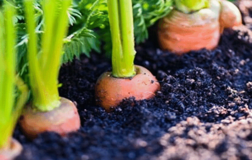 Growing Vegetables In May