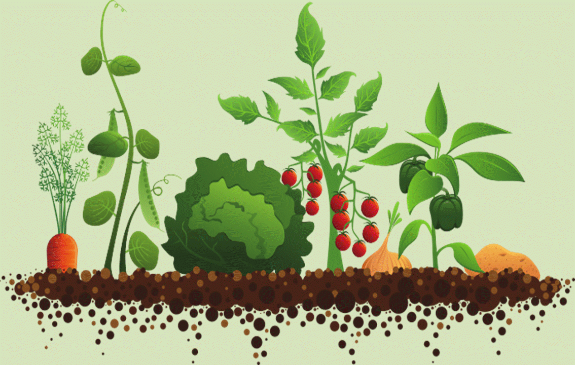 Growing Vegetables In January