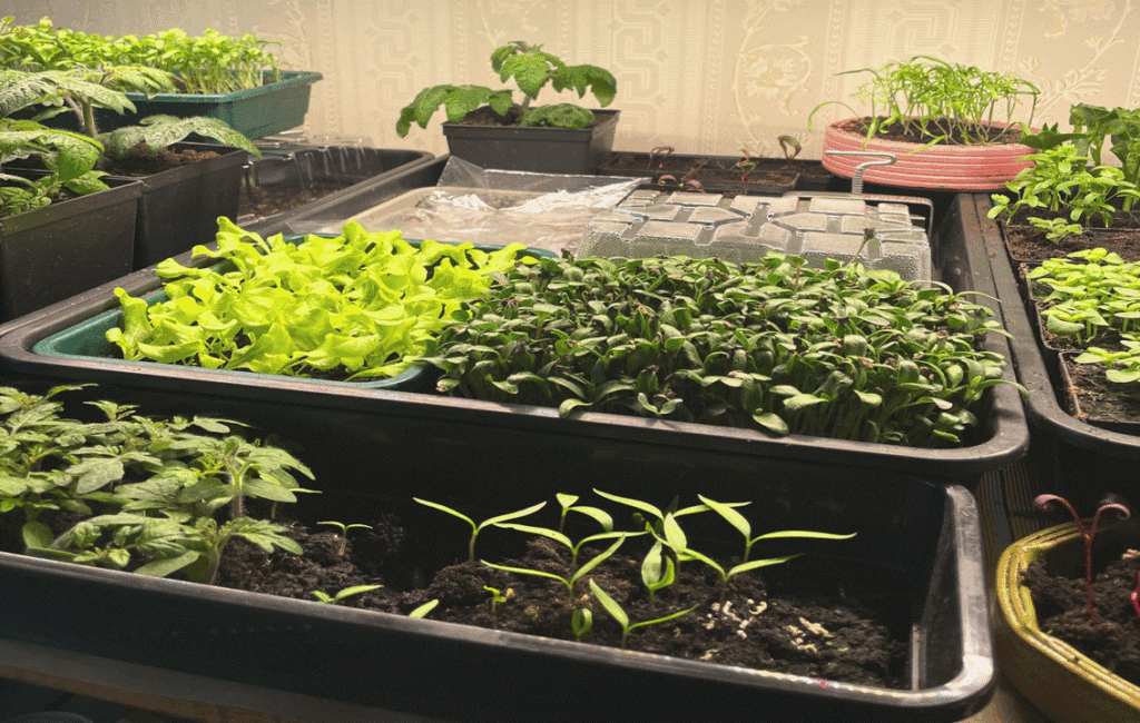 Indoor Sowing During January