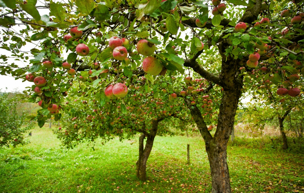 Practical Tips For Maintaining Fruit Trees In An Organic Garden