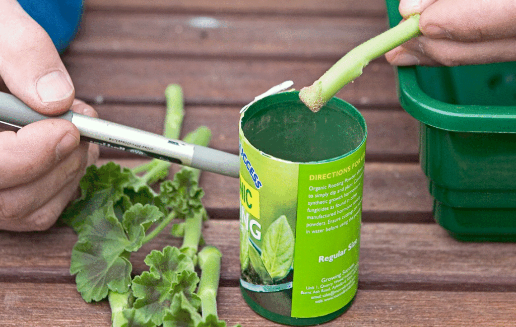 Natural Rooting Agents For An Organic Garden