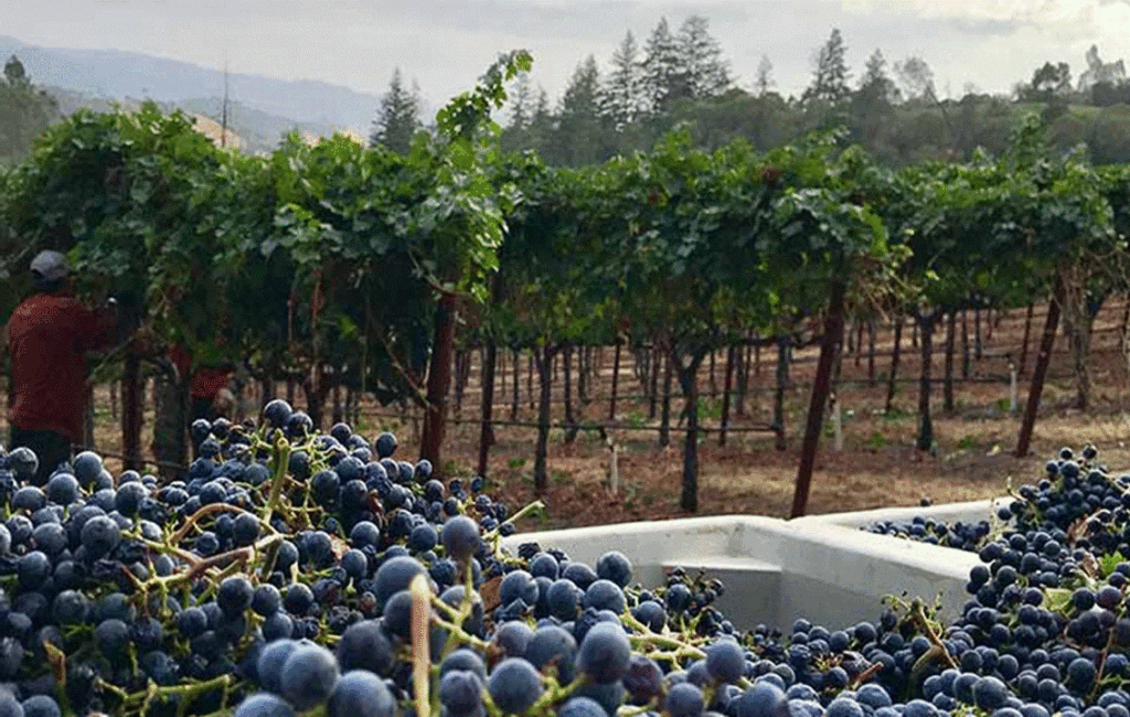 Growing & Harvesting Grape Vines