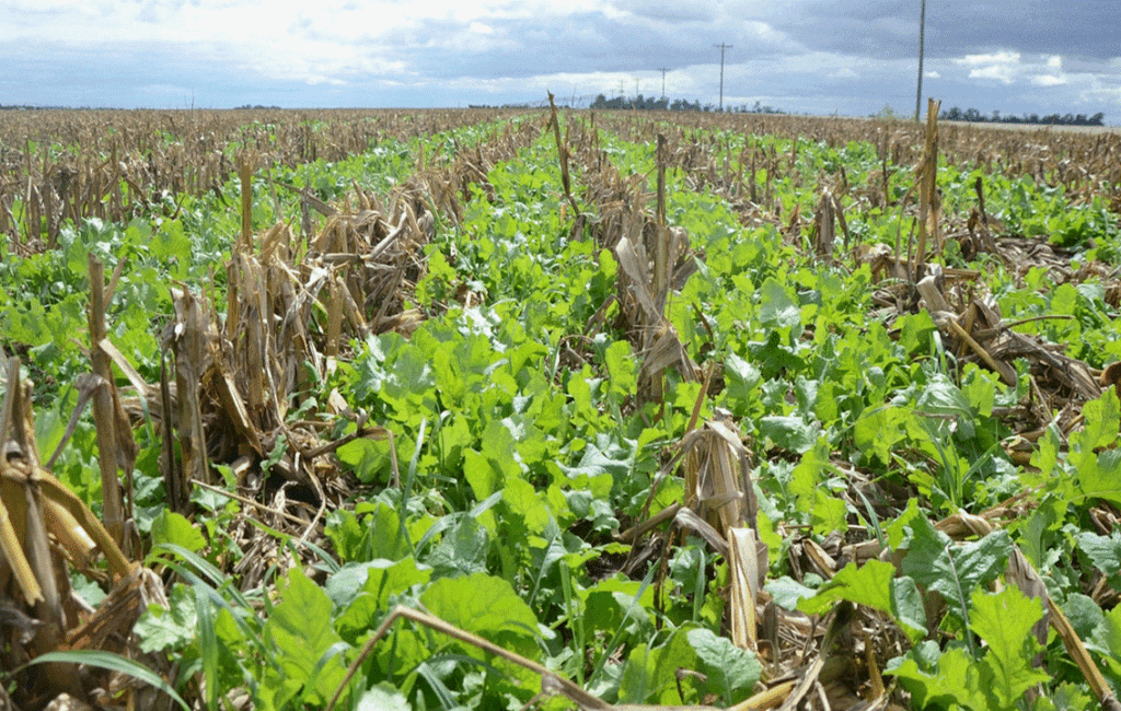 Growing Vegetables In March