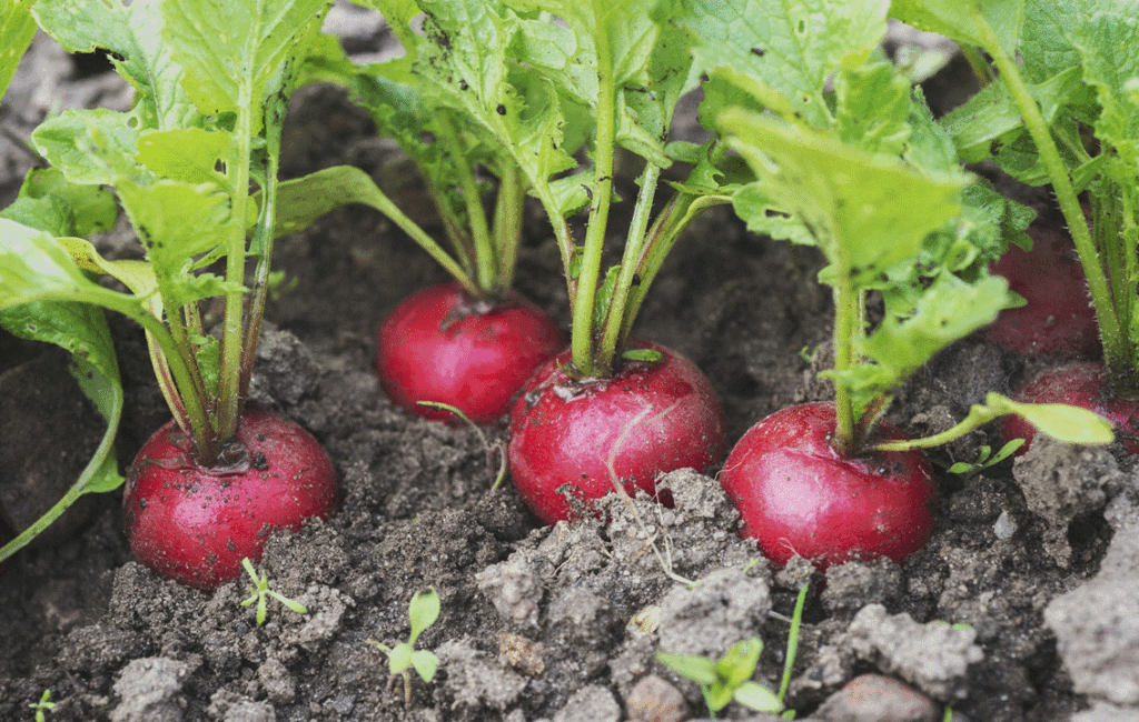 Growing Vegetables In April