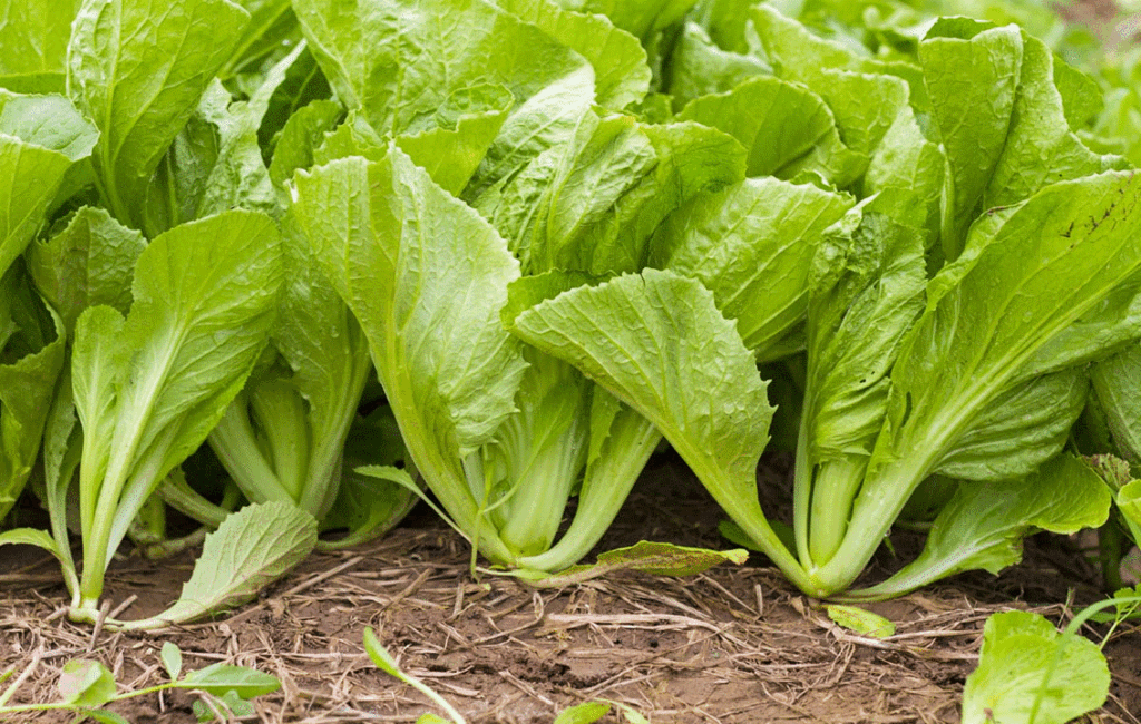 Growing Vegetables In December