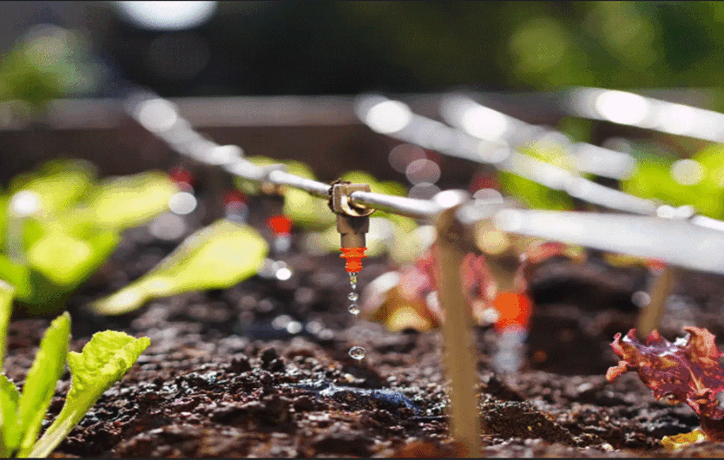 Different Watering Techniques