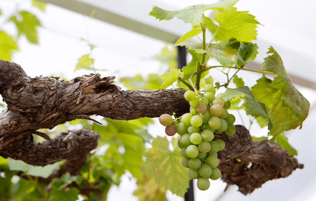 Growing & Harvesting Grape Vines