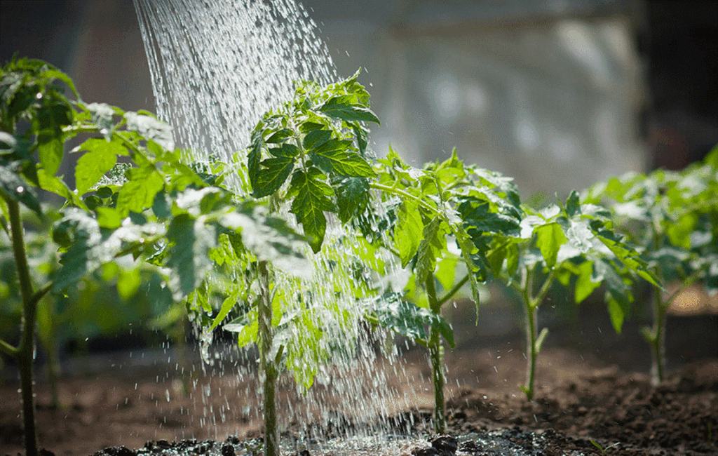 The Key Principles Of Irrigation