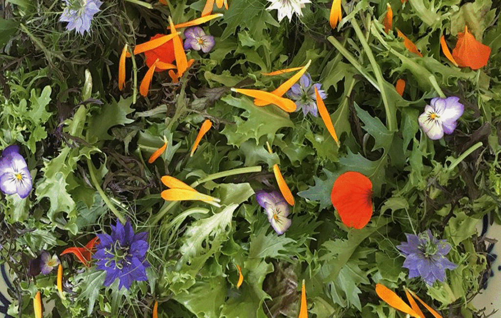 A Guide To Growing Edible Flowers