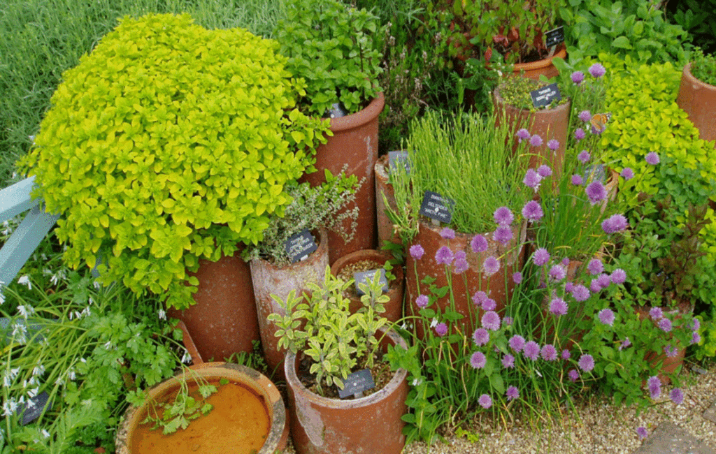 A Guide To Growing Aromatic Herbs