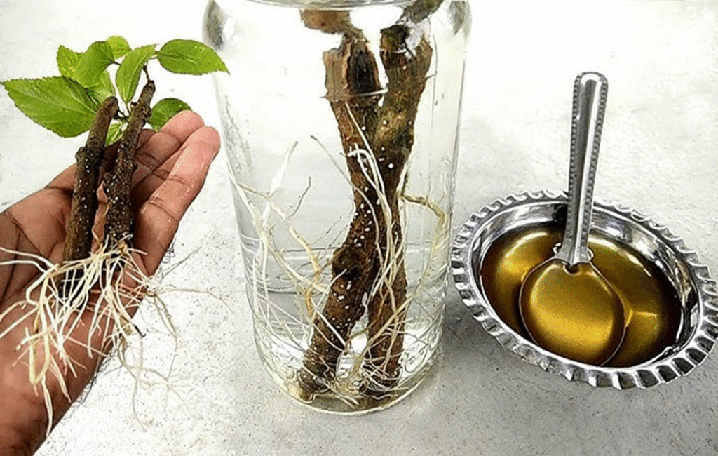 Natural Rooting Agents For An Organic Garden