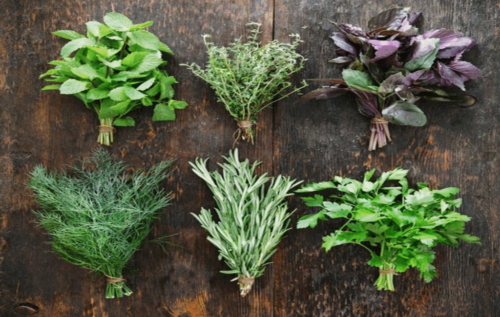 A Guide To Growing Aromatic Herbs