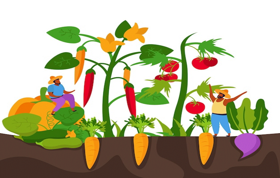 VEGETABLES TO PLANT IN SEPTEMBER