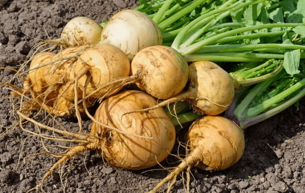 Growing Vegetables In September