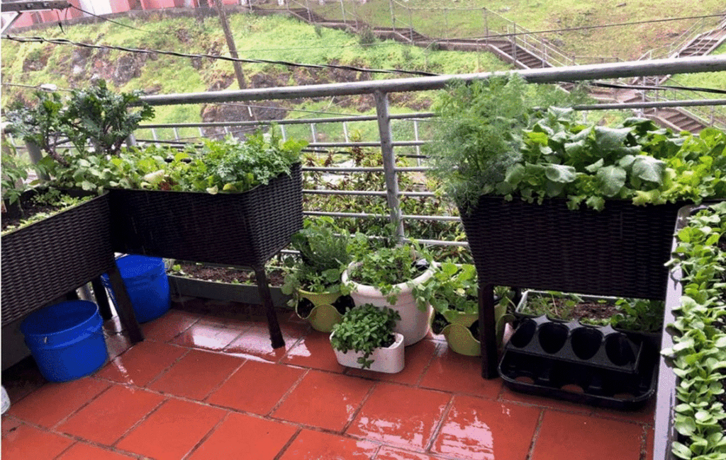 Growing Crops On A Balcony