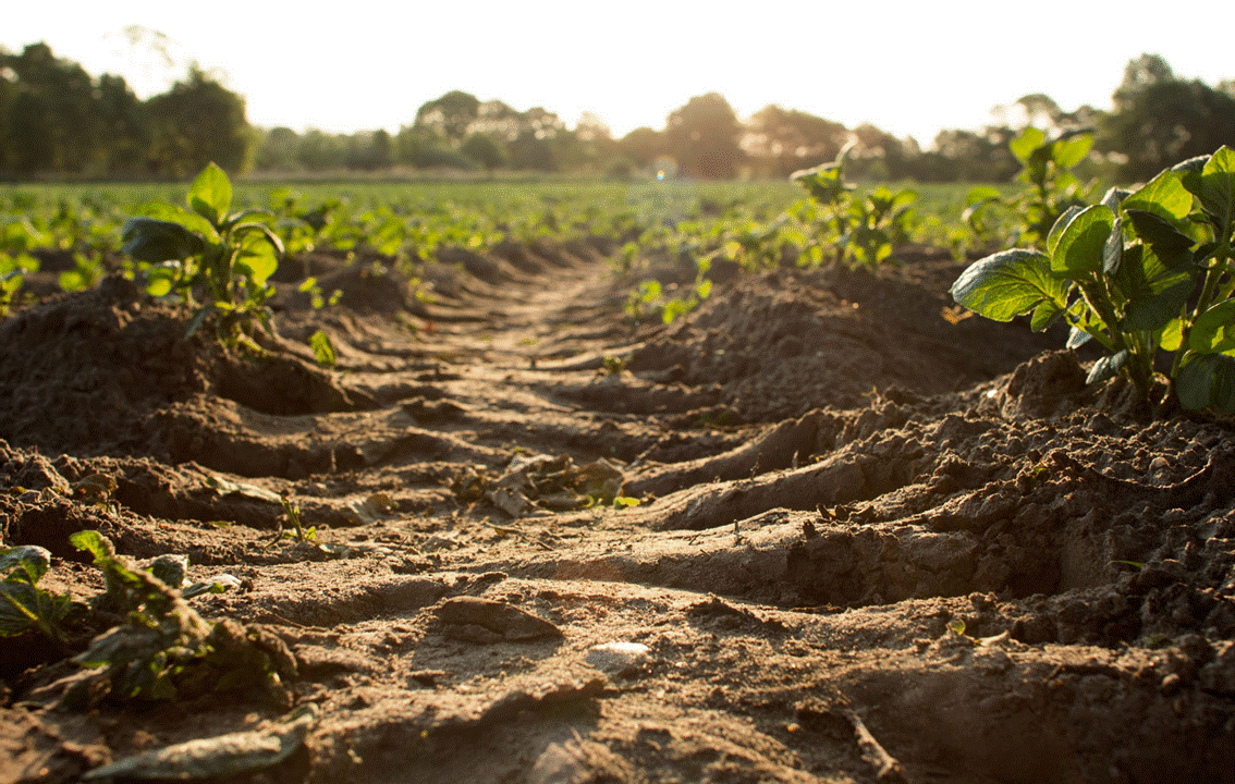 My Green Organic Garden Tips Advice & Suggestions