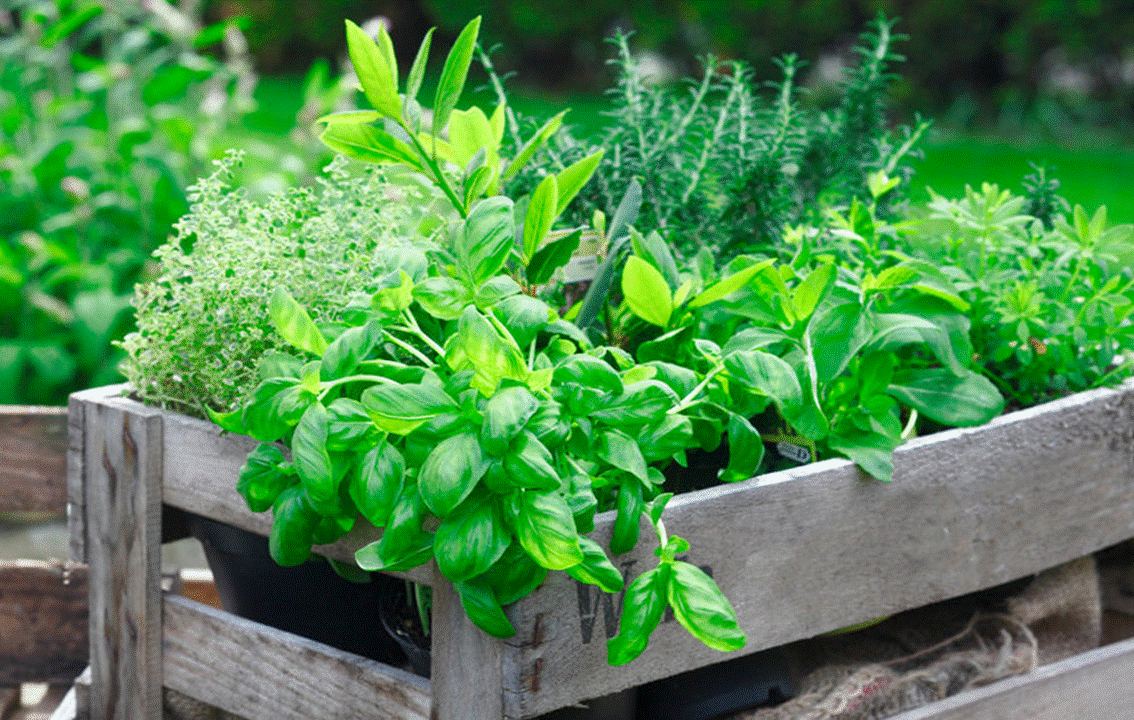 CULTIVATING HERBS DURING SPRING