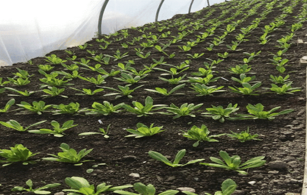 The Soil Methodology Of An Organic Garden