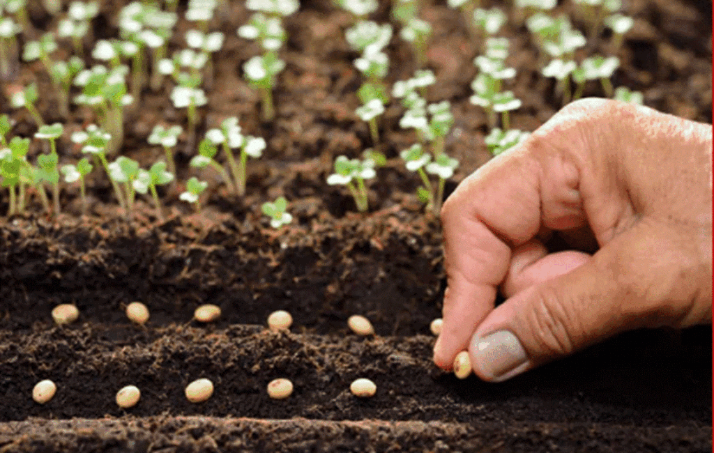 The Soil Methodology Of An Organic Garden