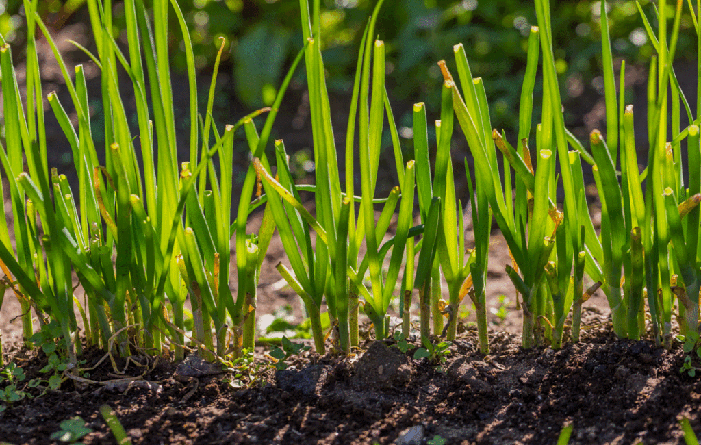 The Best Herbs To Plant In Spring