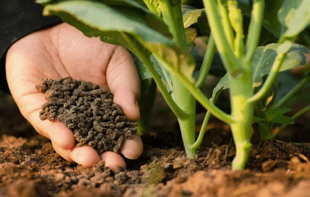 Soli Preparation My Green Organic Garden