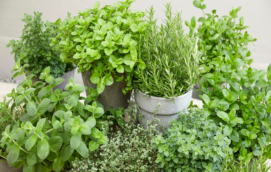 THE BEST HERBS TO PLANT IN JULY