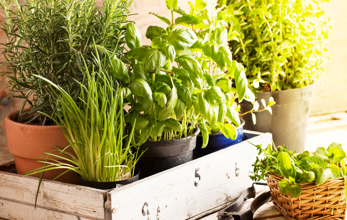 The Best Herbs To Plant In August