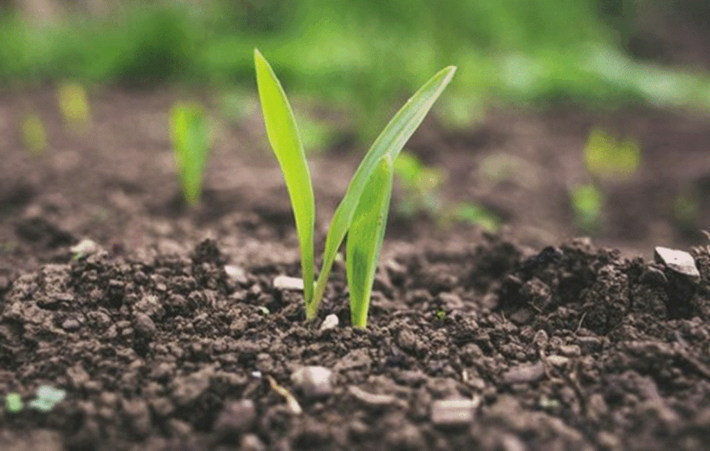 Soli Preparation My Green Organic Garden