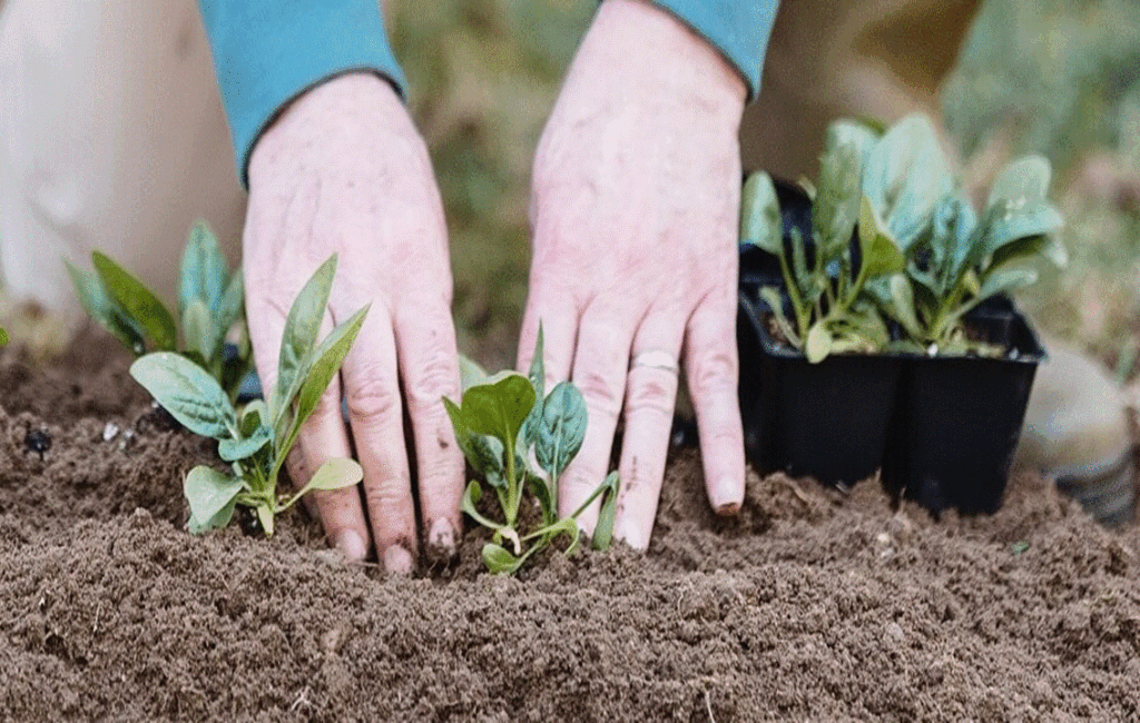 Recommended Sowing Times Throughout The Year