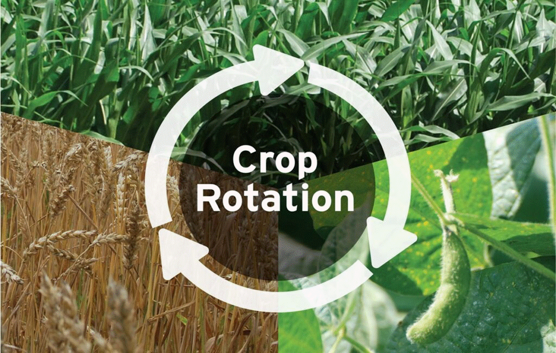 Planning For The Rotation Of Crops